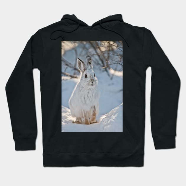 Snow Shoe Hare Hoodie by jaydee1400